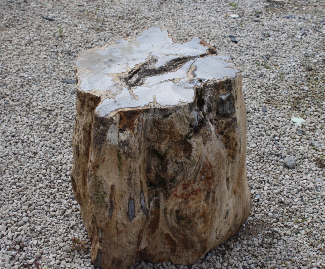 Versteinertes Holz ca. 30x25x34cm